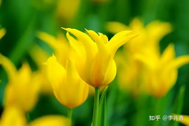 清晨问候语及关心话，温馨阳光充满正能量，愿你快乐一整天（早上好的吉言妙语）