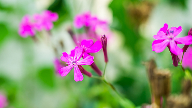 四月下旬诞生花 知乎