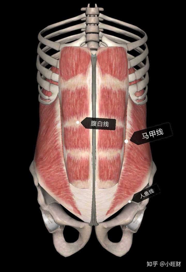 腹肌弓状线图片