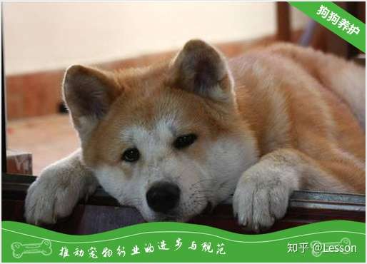 训练之秋田犬 坐 训练方法 知乎