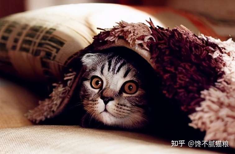 不瞒你说 这5种东西对猫咪来说是 克星 会让它很害怕 知乎