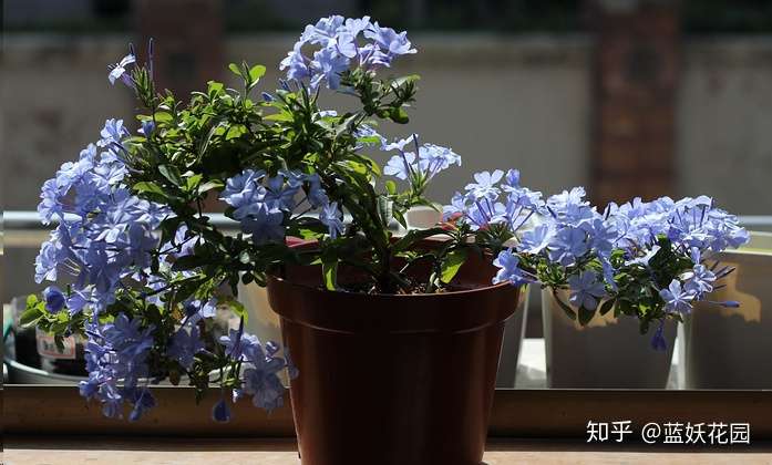 蓝妖 谁说北阳台不能养开花的植物 这种花卉 开爆你的阳台 知乎