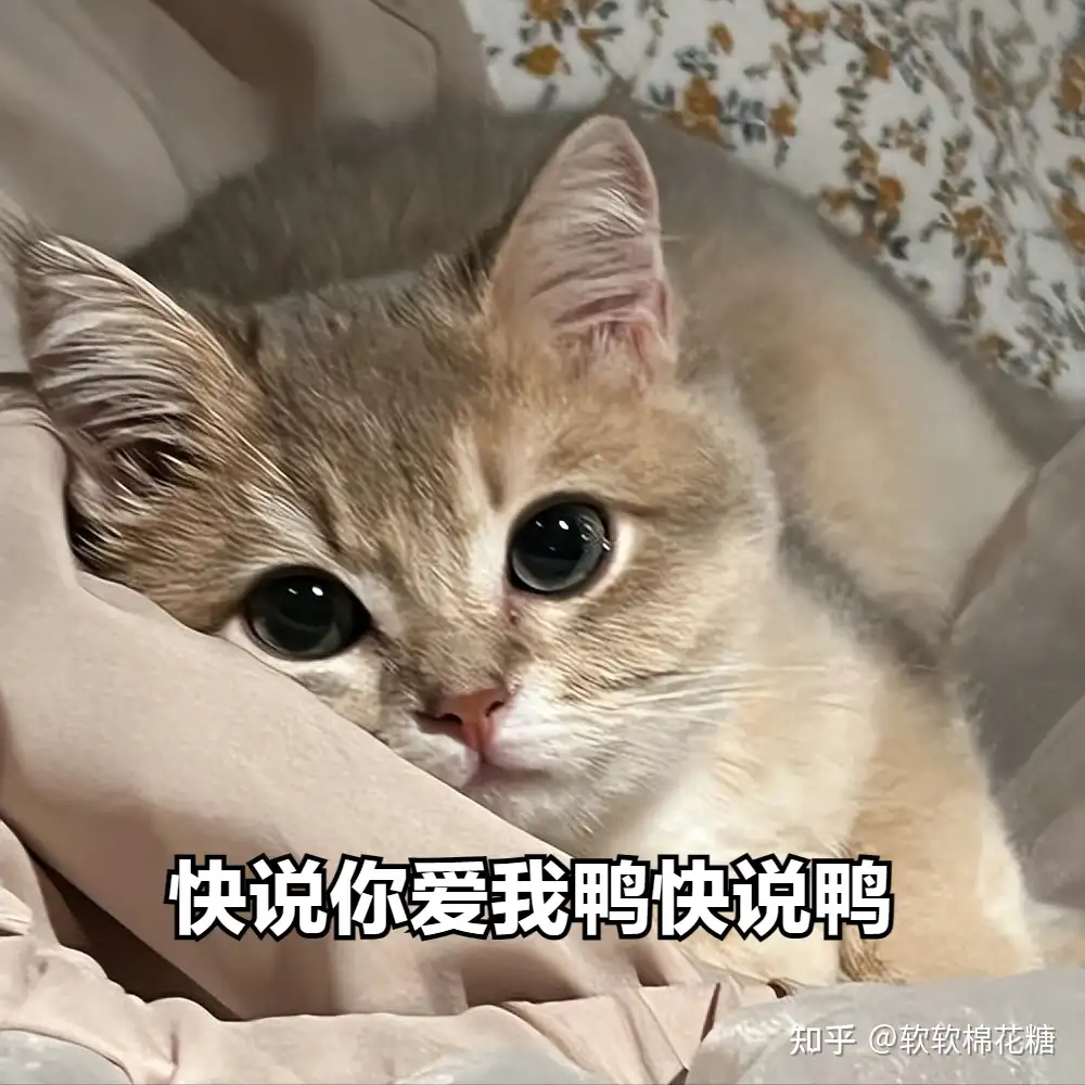 养猫多年，才知道小猫认主是因为这些因素，涨知识了！ - 知乎