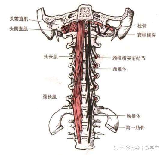 干货每天分享一块肌肉深层颈屈肌