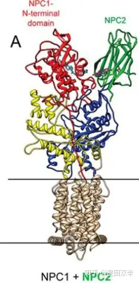 Niemann Pick Disease (Nafisa Nawal Islam)