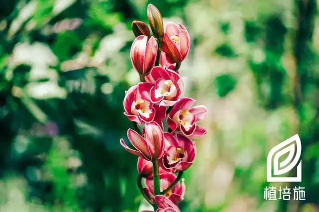 植培施」​虎头兰Cymbidium hookerianum 热带兰栽培手册- 知乎