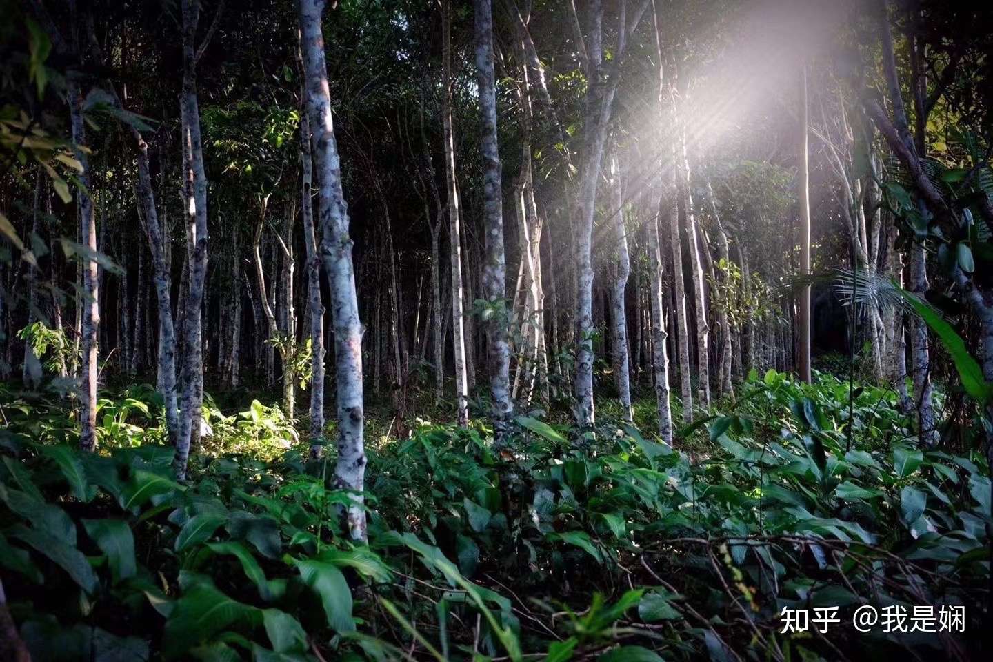 芳香疗法的前世今生 知乎