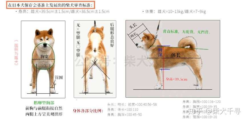 日本犬审查标准 知乎