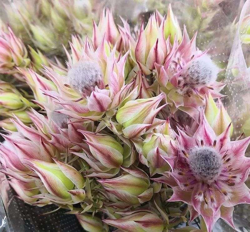 见过很多新娘 那你见过新娘花吗 知乎