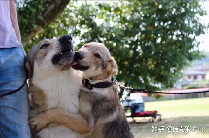 关于捷克狼犬新手的饲养问题”