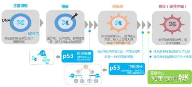 肿瘤基因疫苗 高活性nk细胞疗法 重塑您的抗癌原力量 知乎