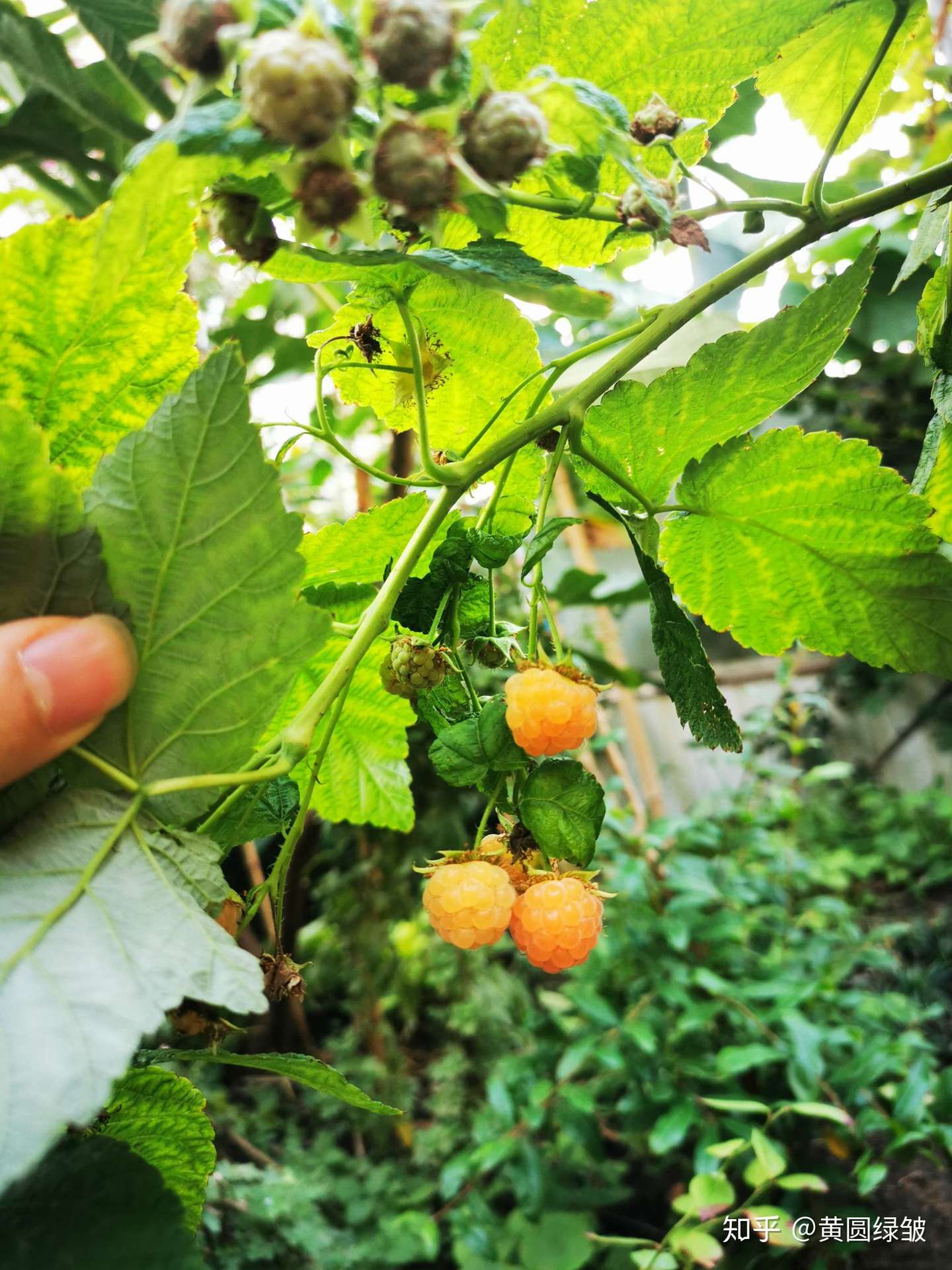 屋顶花园的秋花秋果 知乎