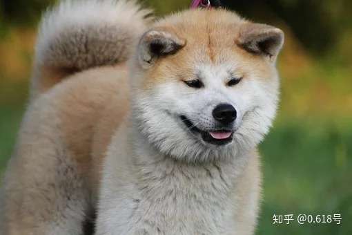 怎么区分秋田犬和柴犬的图片,长太像了吧)