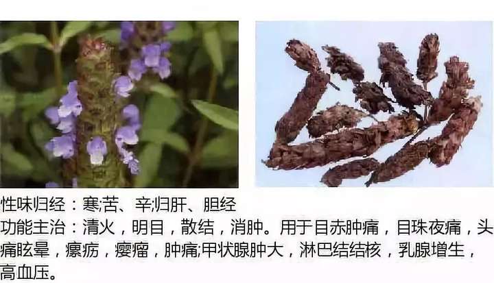 500余种中草药图  第47张