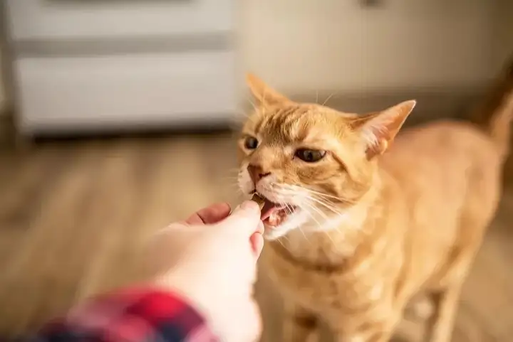 经常给猫咪喂零食真的好吗？