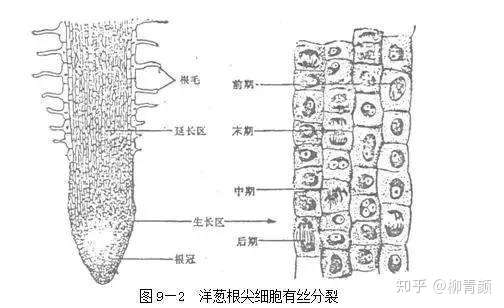 高考生物满分学霸 必考实验内容都在这里 应考绝对有用 收藏 知乎