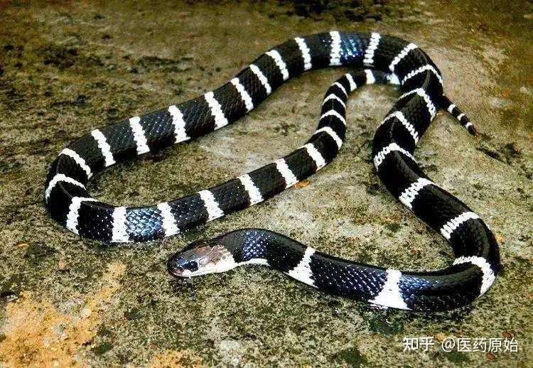 带你识别金钱白花蛇 知乎 带你识别金钱白花蛇 知乎