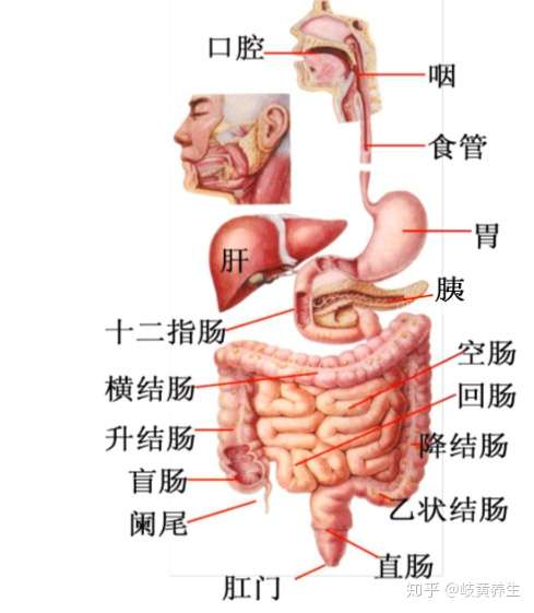 食物快到小肠再吃会怎样?