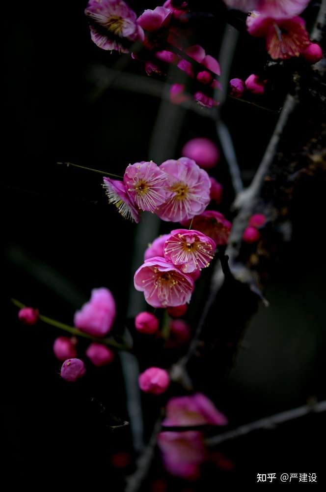 拍梅偶拾 严建设 遥见双鸟戏 缭乱万花丛 近前定睛看 花在鸟无踪 知乎