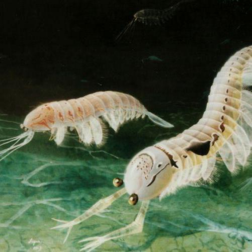 奇虾(anomalocaris),是一类已经灭绝的大型无脊椎动物,是一种与中国