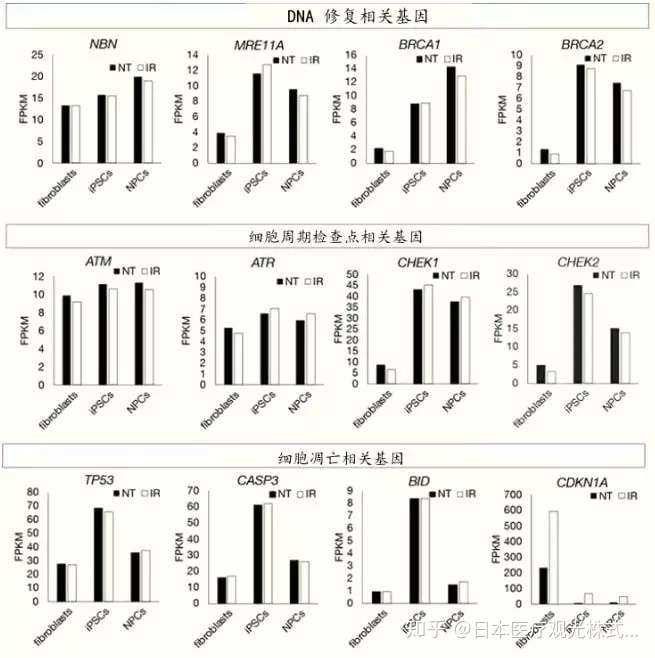 日本发现ips细胞对受损dna的修复保护机制 知乎