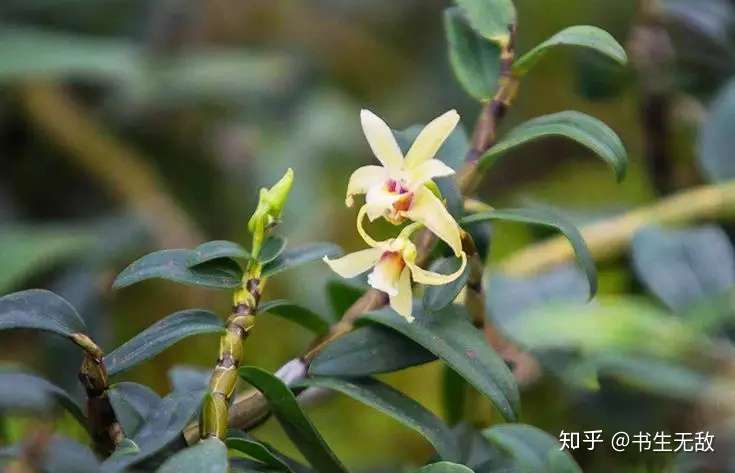 如何对铁皮石斛进行分级 知乎