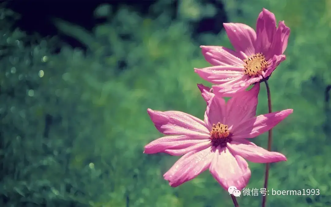 花的形态与结构 知乎 花的形态与结构 知乎