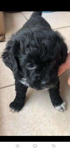 求问边牧泰迪串串以后会长多大?