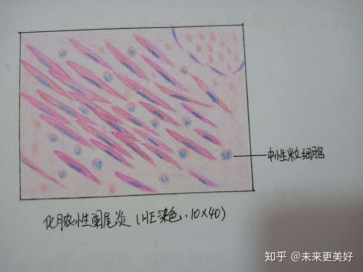 心肌细胞切片手绘图图片