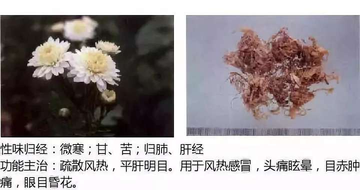 500余种中草药图  第31张