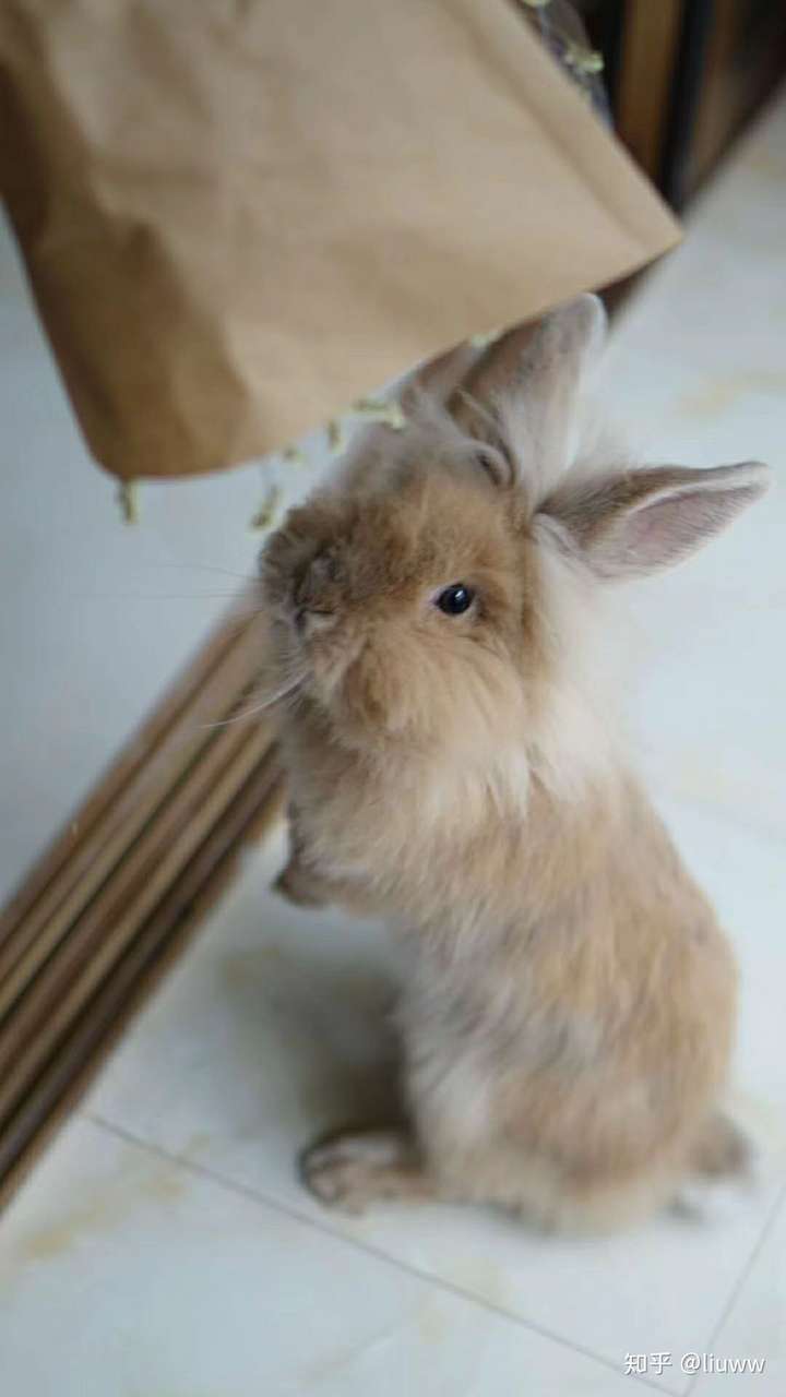 狮子兔是最胆小的兔子么?
