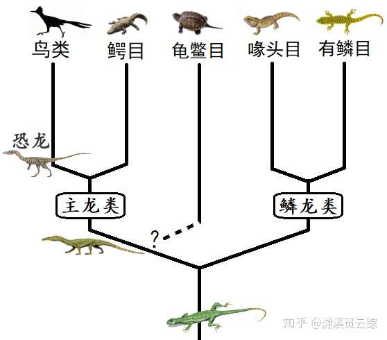 恐龙兽进化路线图片