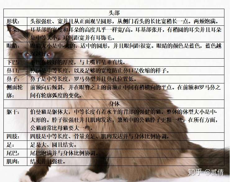 每天带你了解一只猫 伯曼猫 知乎