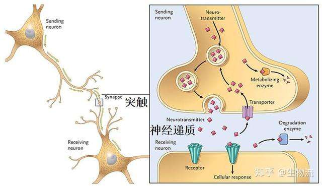 什么神经元也有拖延症神经递质的释放方式