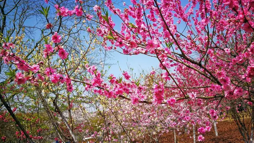 北京3月赏花全攻略来了 第一波花已经盛开 承包你一整个春天 知乎