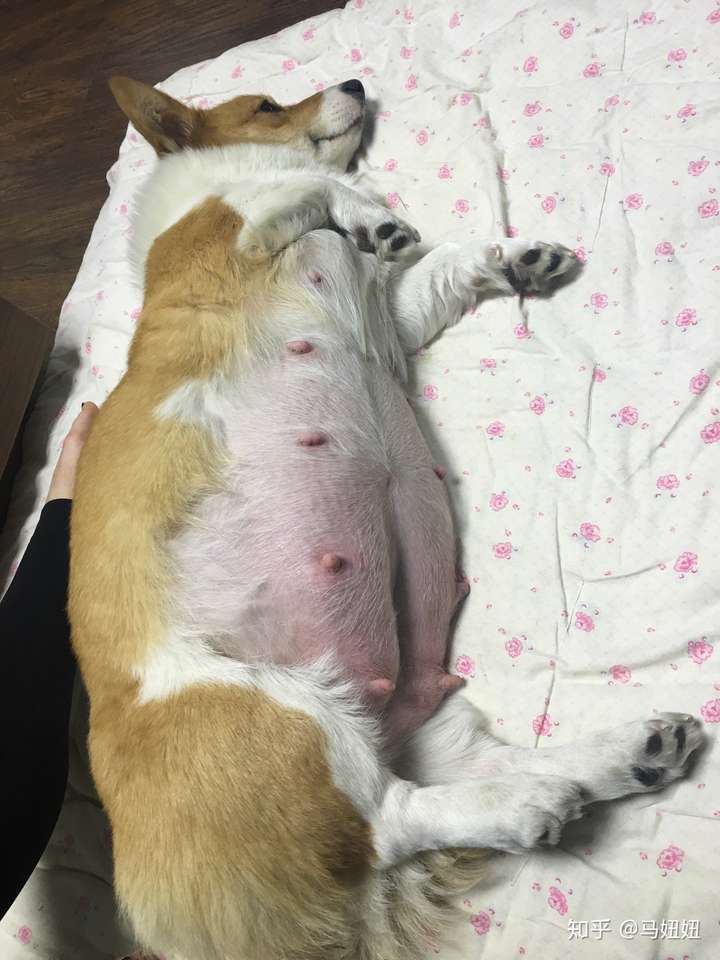 狗狗怀孕15天的图片图片