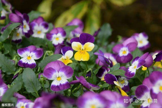 5月开花季 除了赏花还可种花 这些花卉很适合你 知乎