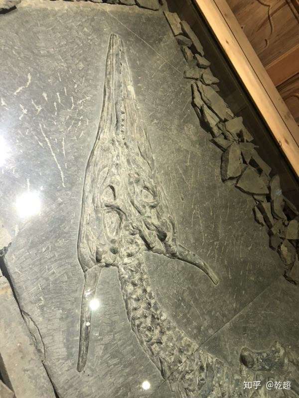 汝阳龙化石图片