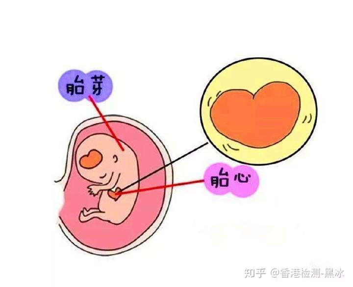 b超單上的孕囊,胎心,胎芽胚芽分別代表什麼? - 知乎