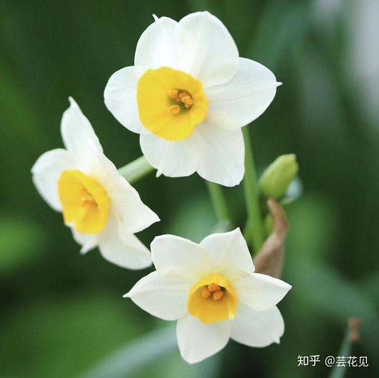 Jozpictsipwp8 Narcissus 水仙花英文