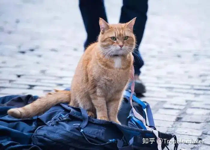 疫情期间葡萄牙的宠物经济市场分析- 知乎