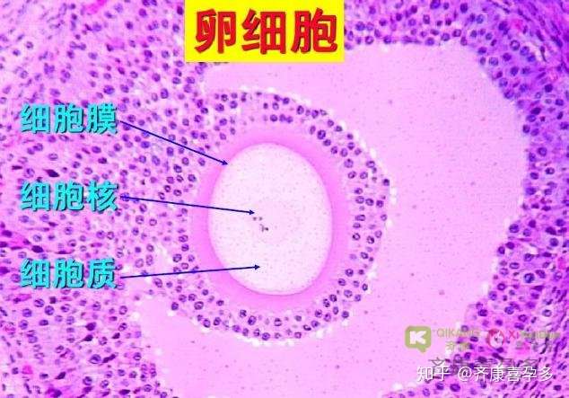 第四代试管婴儿技术 卵泡浆置换术的原理核心 线粒体置换 知乎