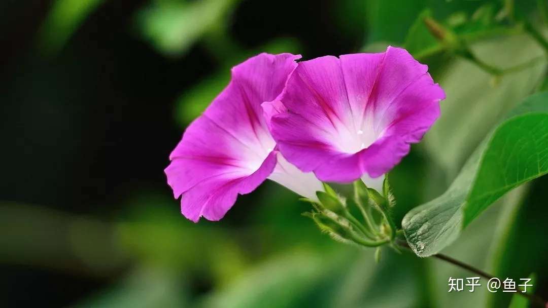 打碗花 牵牛花 田旋花 茑萝等常见旋花科小花的辨识区别 知乎