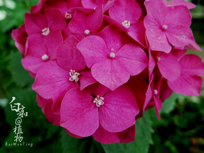 观察绣球到盛开 像是体验另一种奇妙的世界 知乎