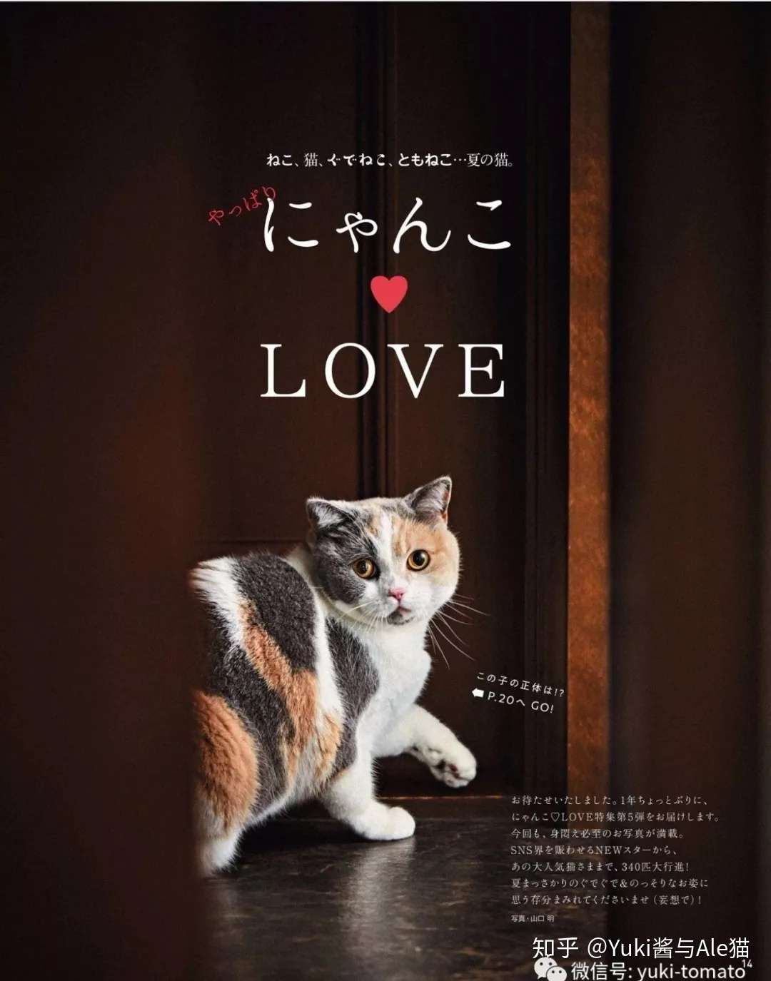 用粉色肉垫挥别夏天 关于猫咪的日本杂志和绘本介绍 知乎