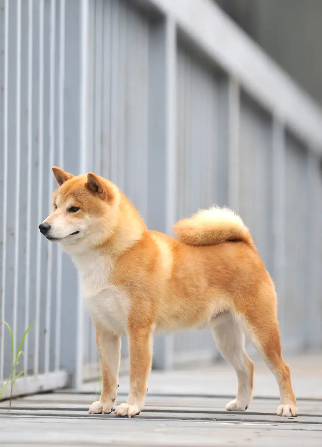 拥有天使微笑的狗子 柴犬 知乎