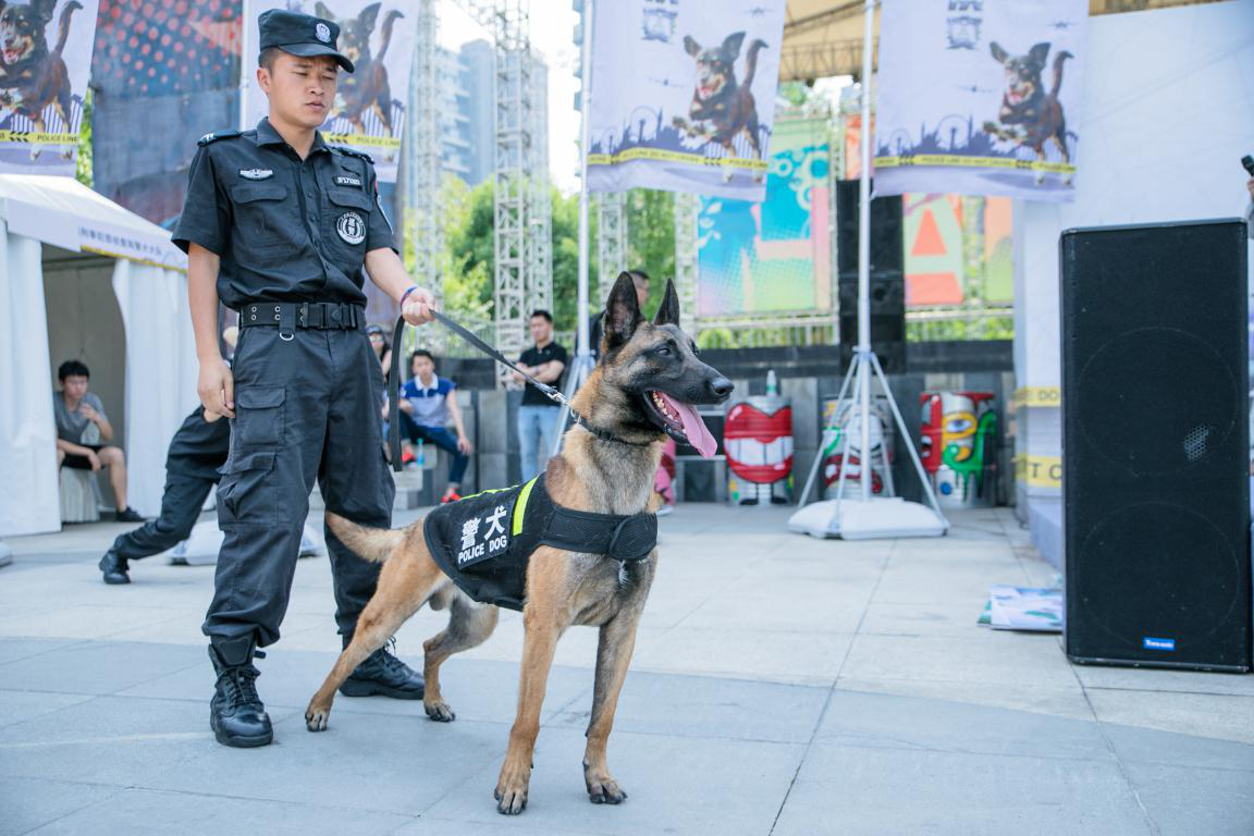 神犬奇兵 表演赛 威风警犬集体亮相 知乎