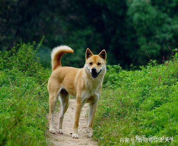 为什么中华田园犬会被禁养呢 知乎