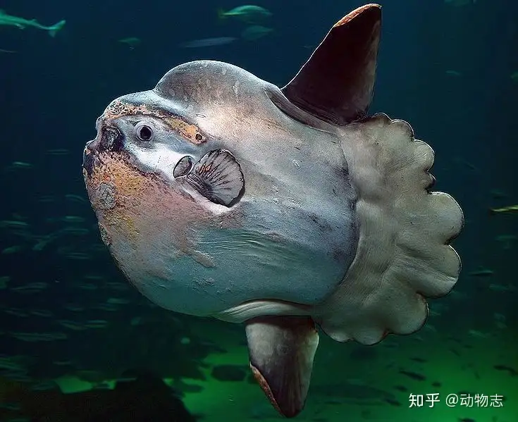 被海狮啃既不反抗也不逃跑的翻车鱼 为什么至今还没有灭绝 知乎