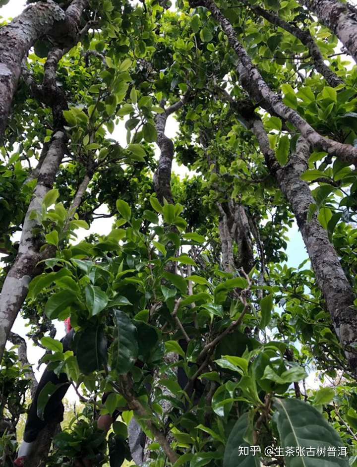 生茶张详解景东无量山古树普洱茶的口感特点